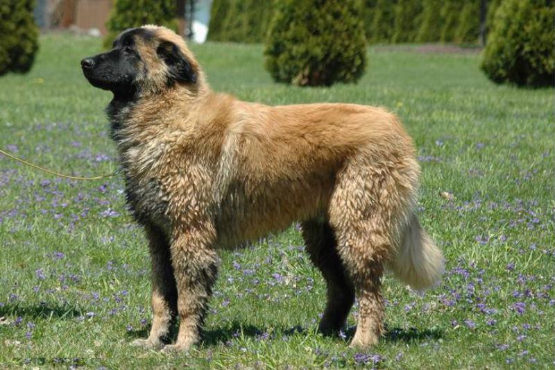 Eestrela mountain dog