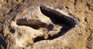 After A Cliff Collapsed In The Grand Canyon, Experts Made An Incredible Discovery