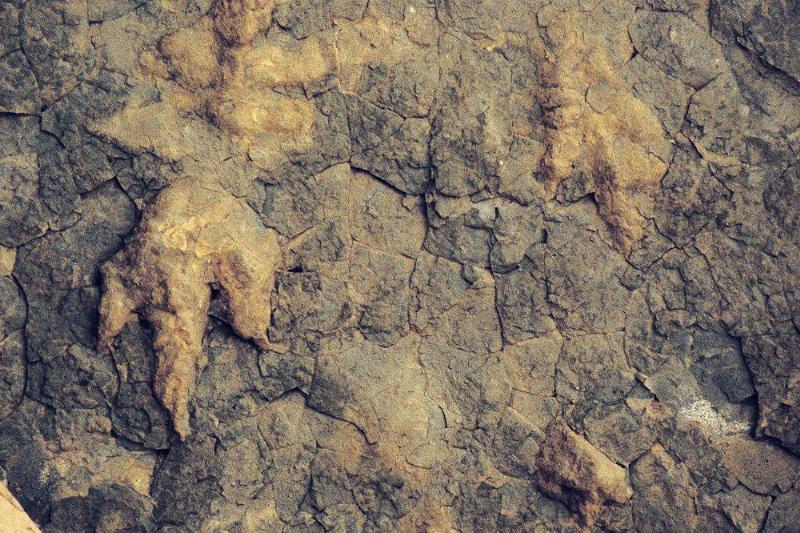 Reptile footprints 