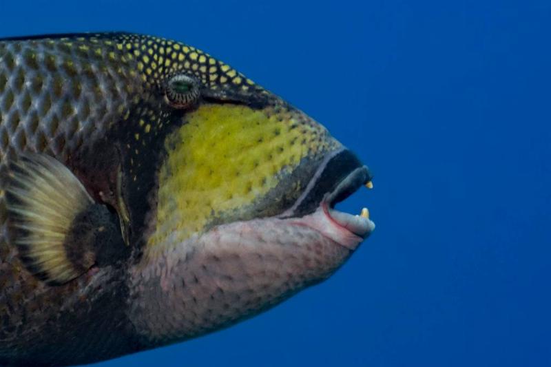 Titan Triggerfish