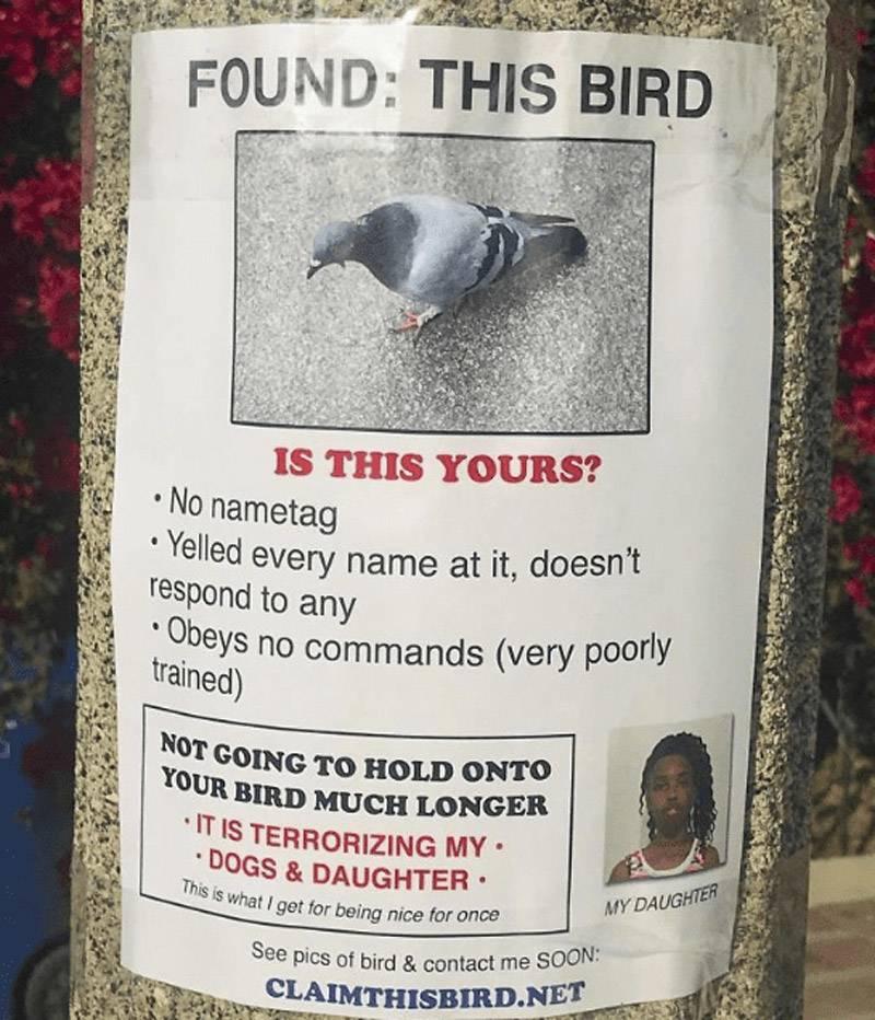 bird bird