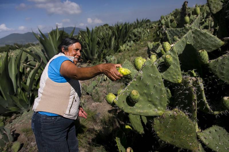 cactus-fruit woman-picking-fruit-off-cactus
