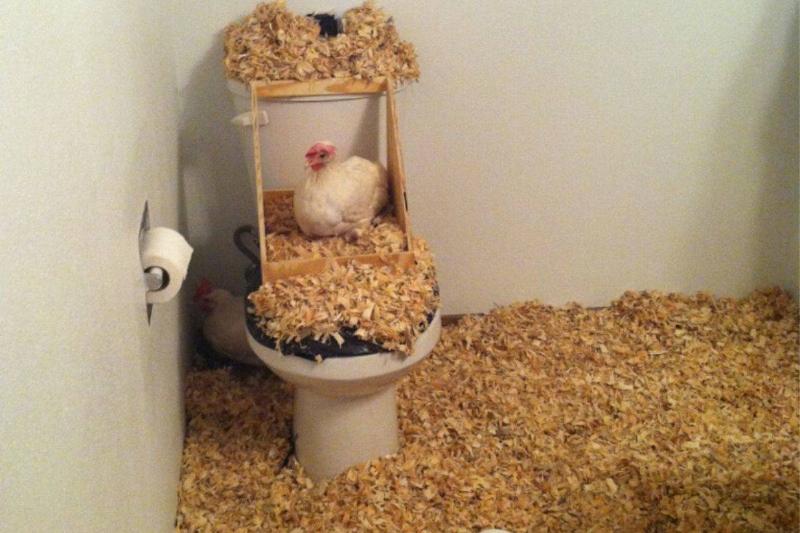 chicken-coop-60802 chicken-coop-60802