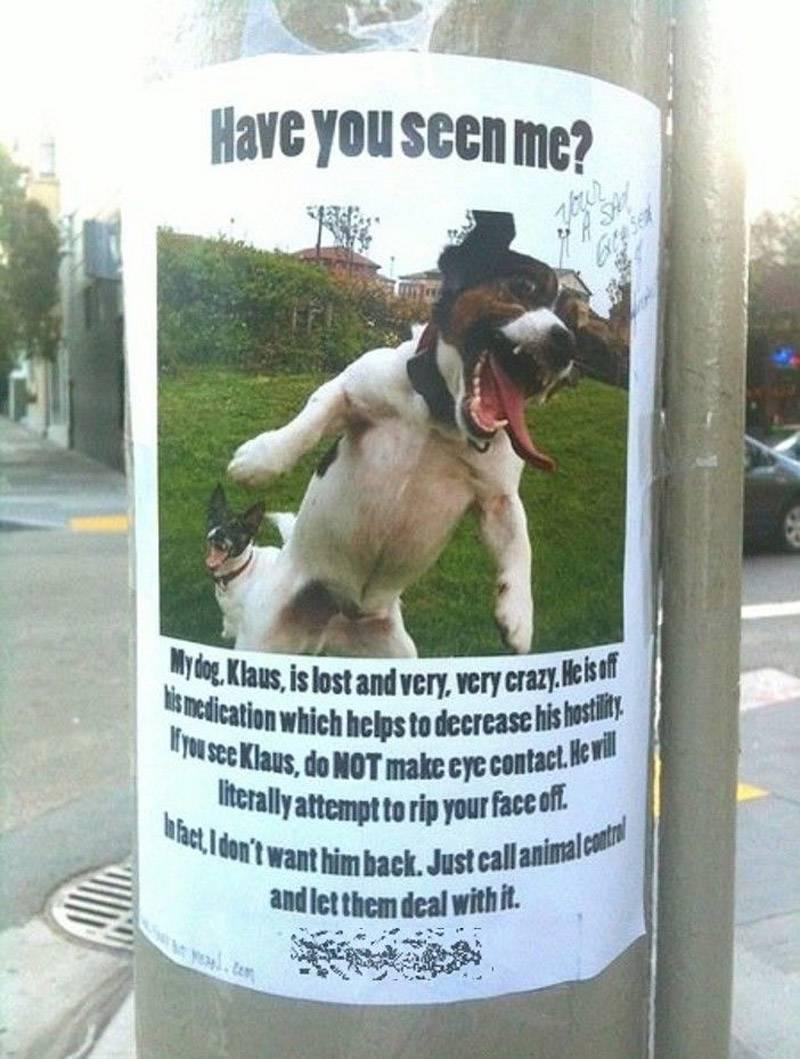 crazy-dog crazy-dog