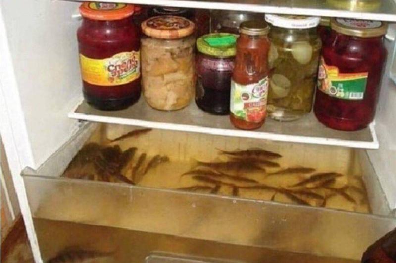 fish-tank-fridge-87516 fish-tank-fridge-87516
