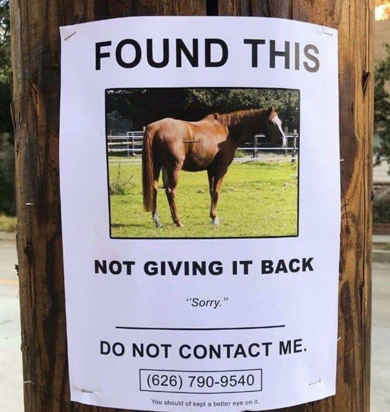 horse horse