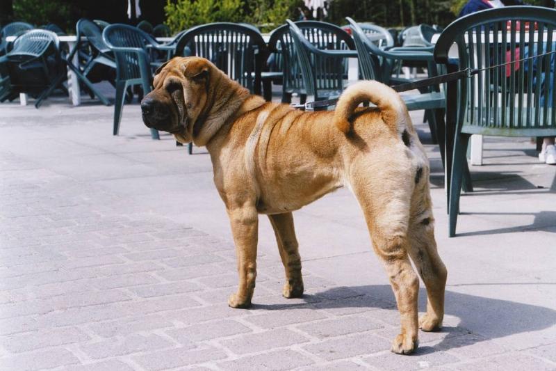 Hunderasse Shar-Pei