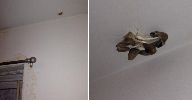 mushrooms on ceiling two pictures of mushrooms growing on the ceiling