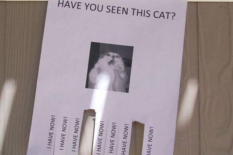 seen-cat seen-cat