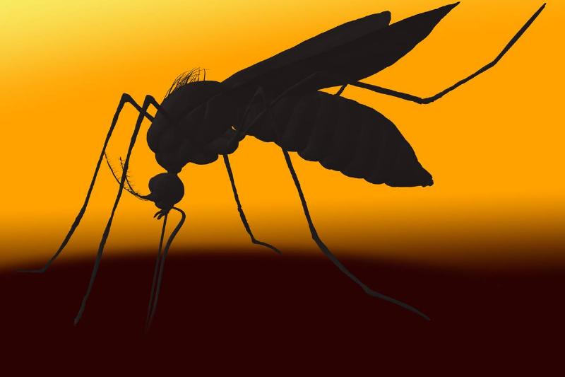 ZIKA Virus Spreading via Mosquito Bite