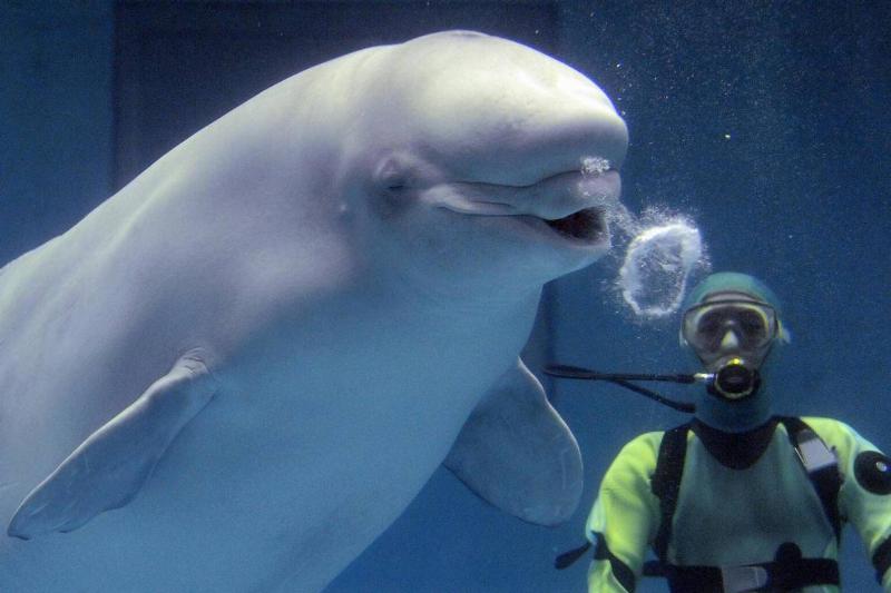 A beluga whale exhales a bubble ring as part of a performance at the aquarium
