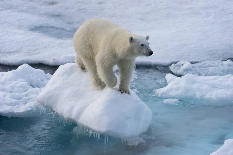 A polar bear
