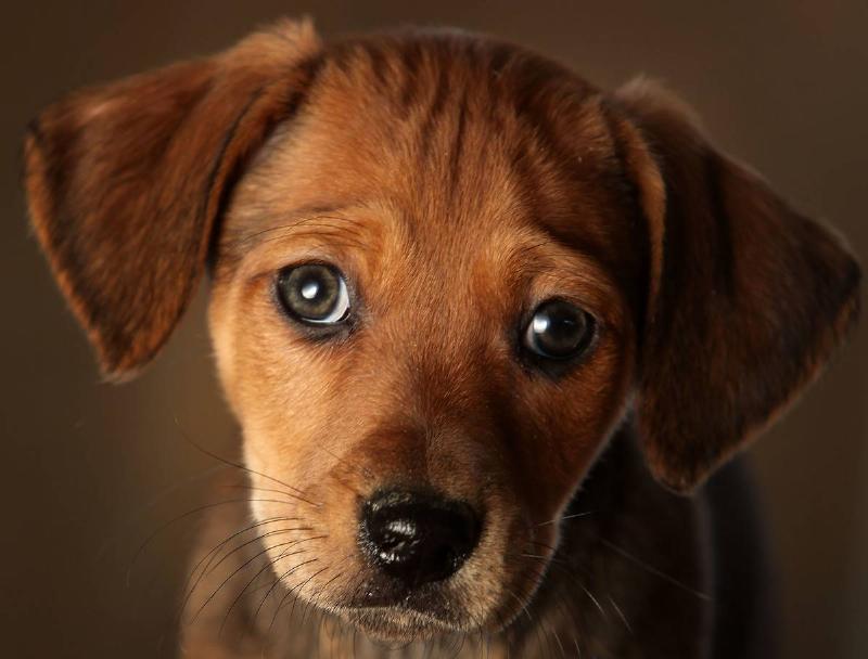 A seven week old Daschund cross puppy