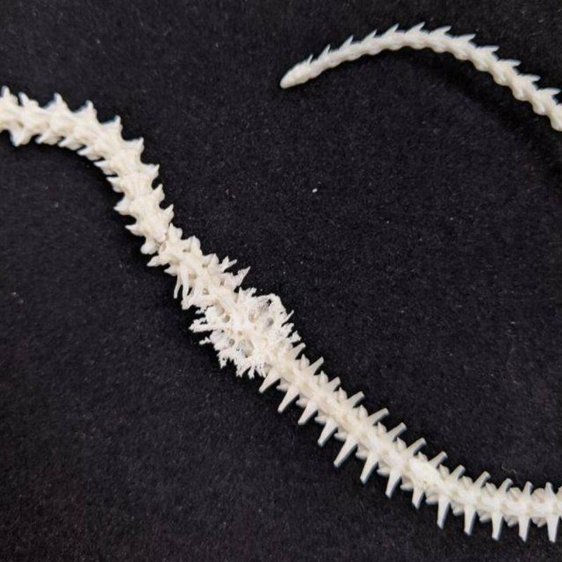 snake skeleton with a mass in it