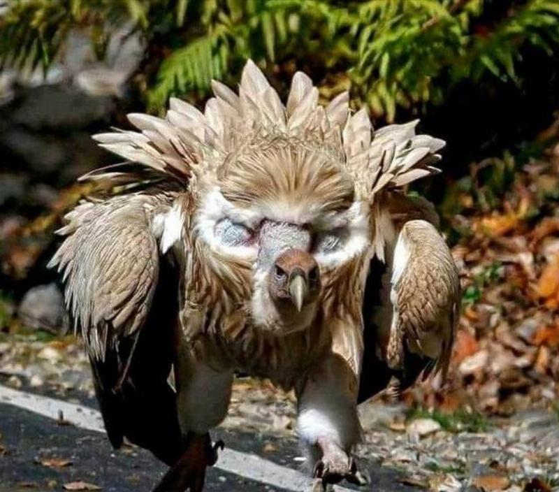 Himalayan Griffon