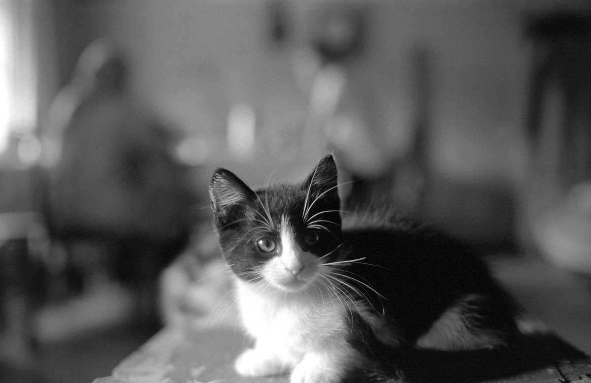 Now It Was Time To Find The Kitten's Mama