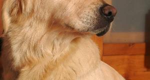 Family Dog’s Refusal To Stop Staring At A Wall Leads To A Surprising Discovery Captured On Camera