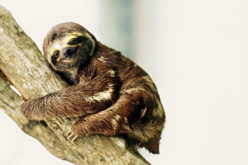 Three-Toed Sloth, Amazon