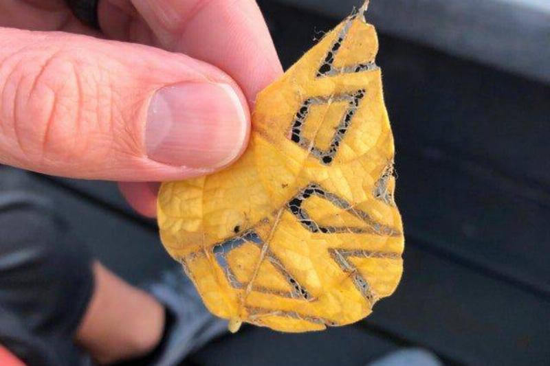 leaf with quadrilateral shapes eaten out of it