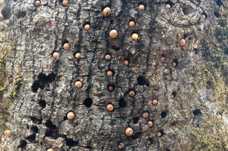 acorns tapped into a tree