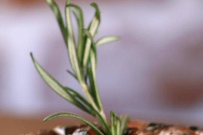 Rosemary Is More Than A Pretty Garnish Rosemary Is More Than A Pretty Garnish