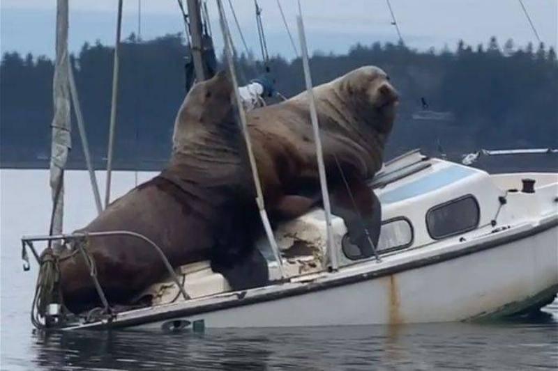Two-Gigantic-Sea-Lions-Borrow-Someones-Boat-And-The-Video-Is-Ridiculous-Bored-Panda-64587