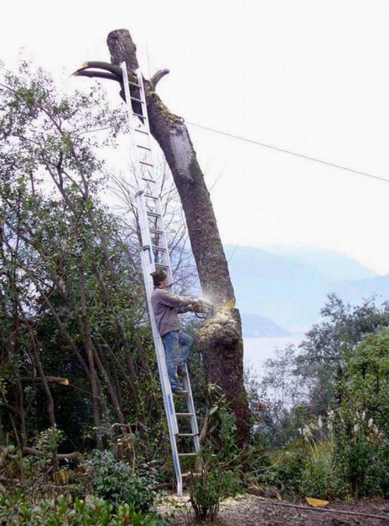 cutting the tree Person on a ladder cutting down the tree the ladder is leaned on for support