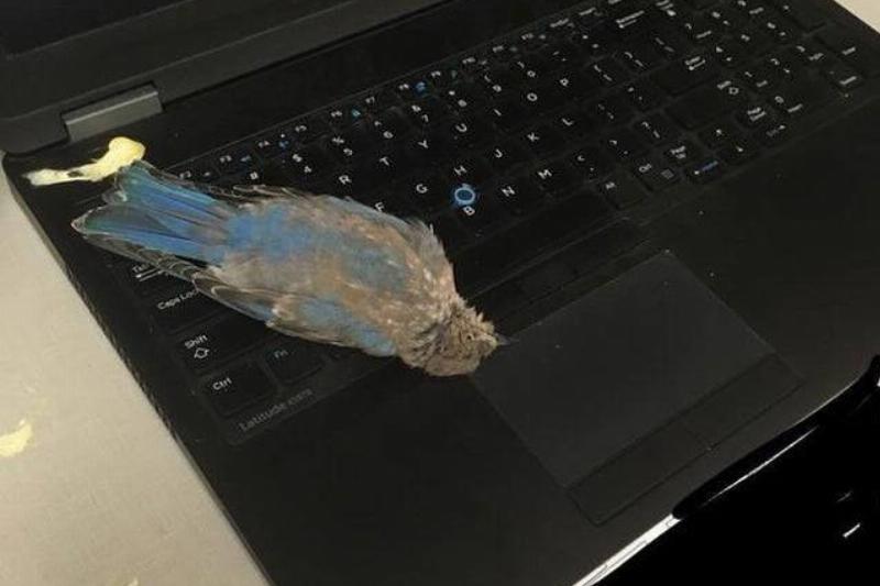 dead bird on laptop blue bird on laptop