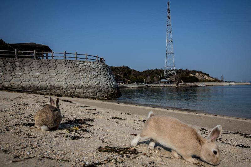 Ōkunoshima Island In Takehara, Japan Ōkunoshima Island In Takehara, Japan