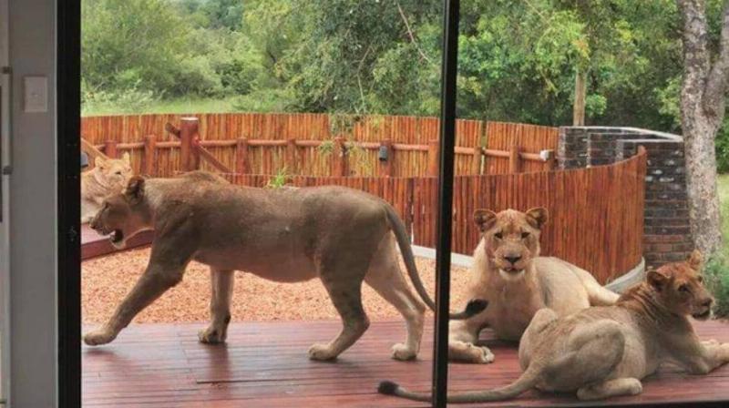 ground of lionesses sitting on person's back porch visible through the glass doors