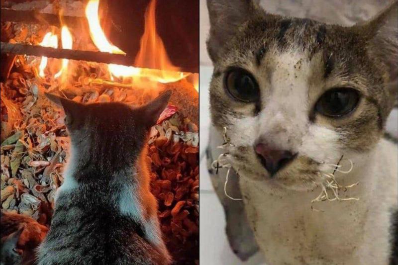rfankamil Reddit cat with singed whiskers