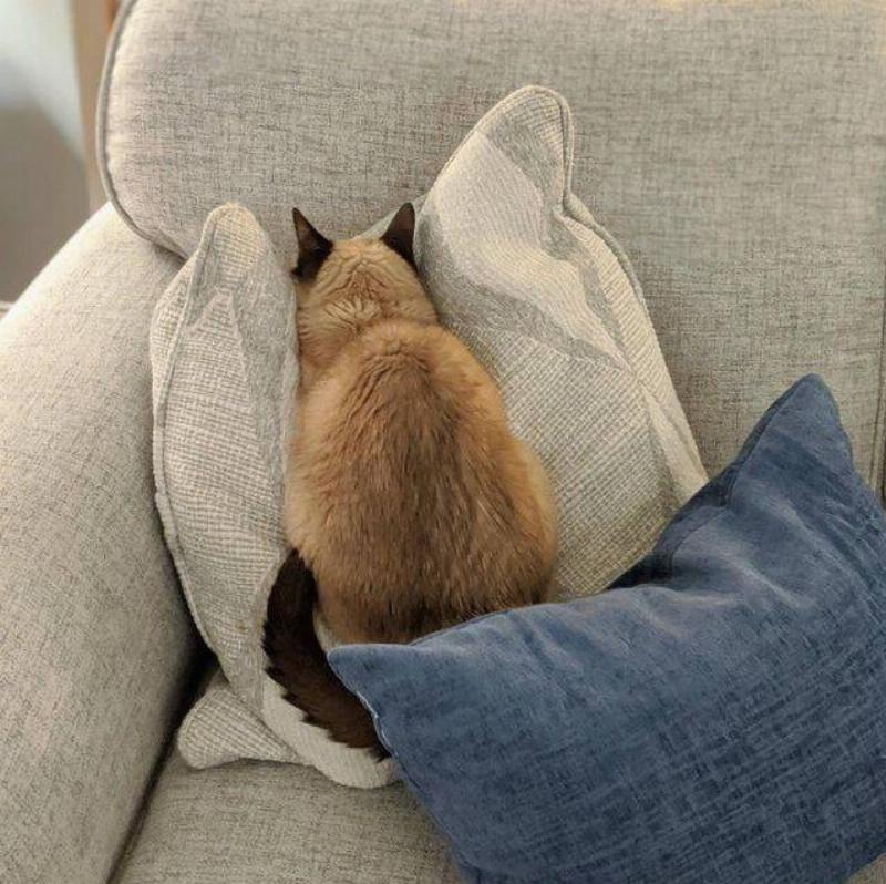 speedycat2014 Reddit cat with face in pillow