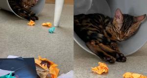 Life Gave These People Way Too Many Lemons…And They Tried Their Best To Roll With It