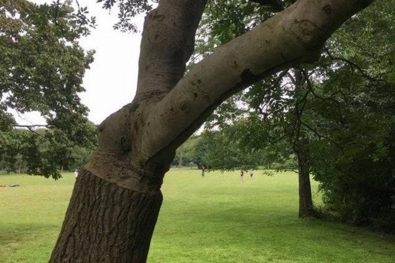 AnalUkulele Reddit tree with bark on half of trunk only