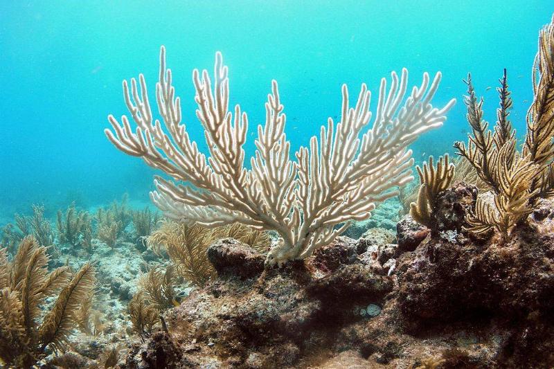Picture of coral reef 