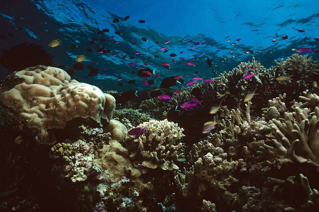 Picture of Coral Reefs 