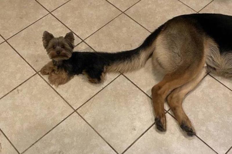 EveryDayIsALullaby Reddit small dog next to big dog
