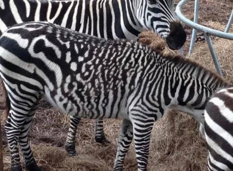 JimFancyPants Reddit strange pattern on zebra