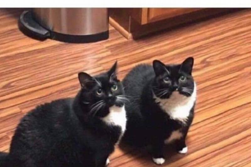 Keeko122 Reddit identical cats