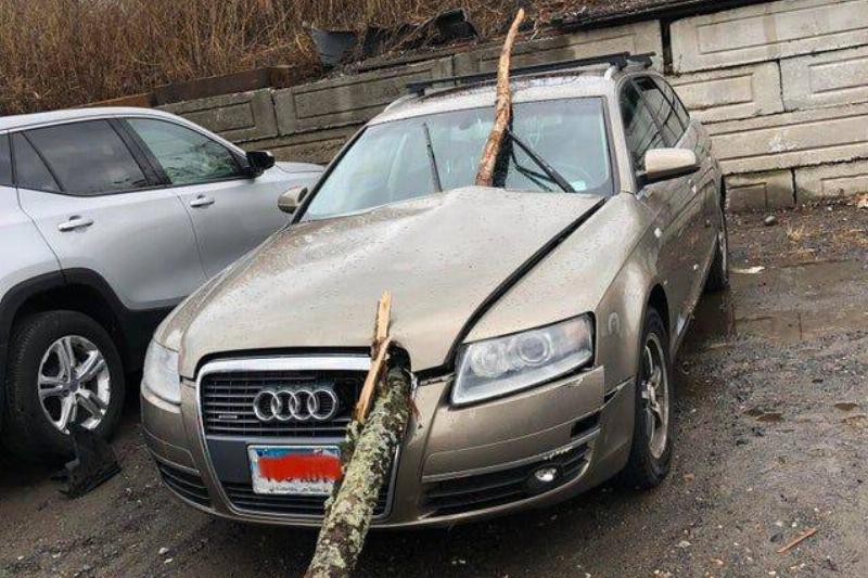 Misterr_Carlos Reddit tree branch through car