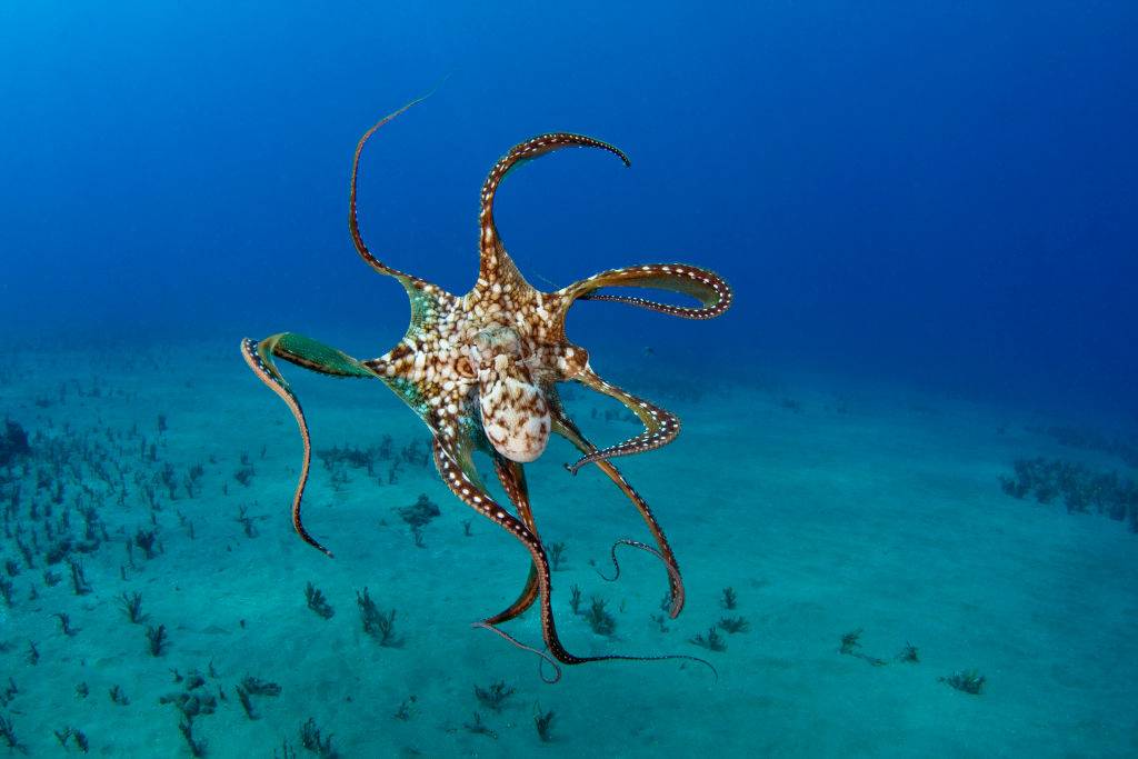 Picture of an octopus 