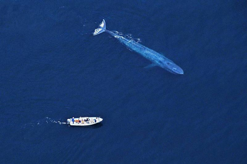 Picture of a boat and whale 