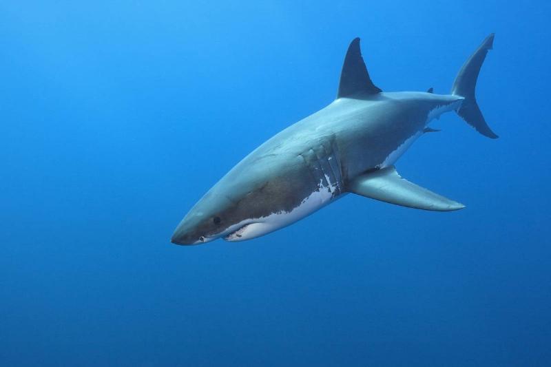 Picture of shark 