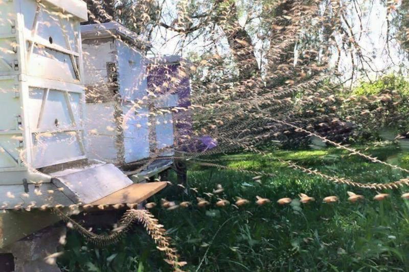 bees moving from beehouse