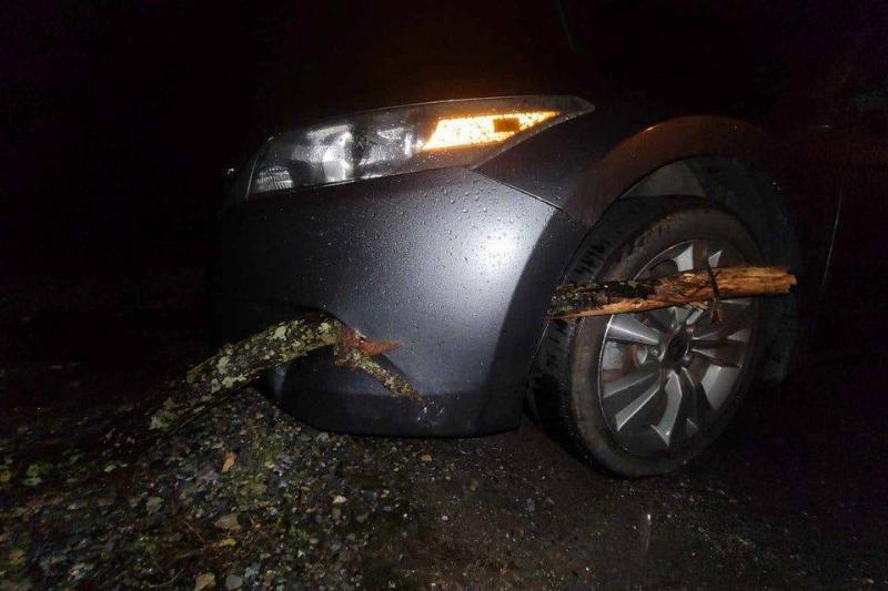 bgtwt Reddit tree branch through car