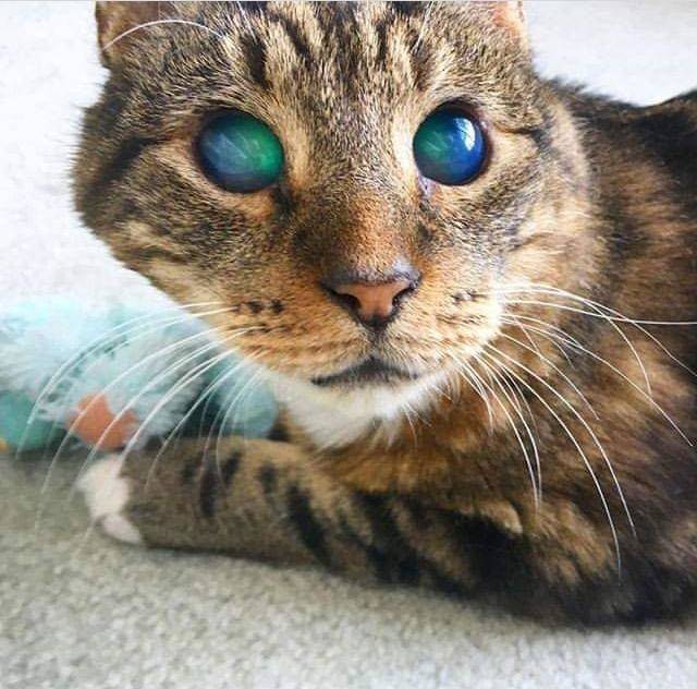 blind cat with blue and green eyes