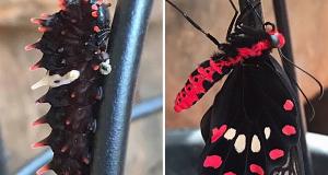 Clever Comparison Photos That Will Show You Things From A Completely New Perspective