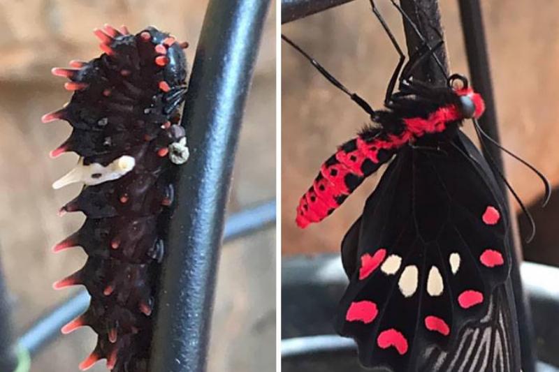 butterfly life before you eyes