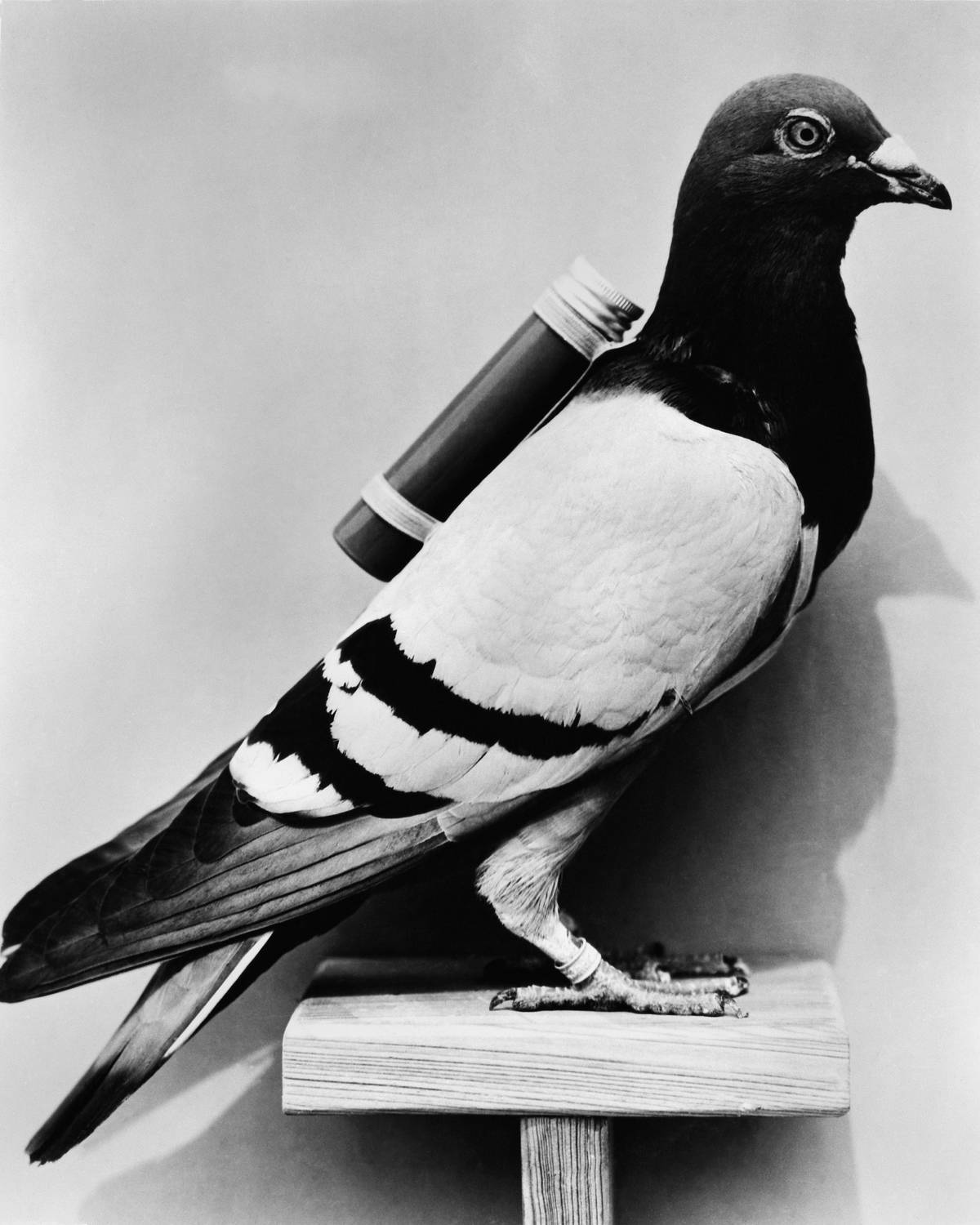 carrier-pigeon-note-6