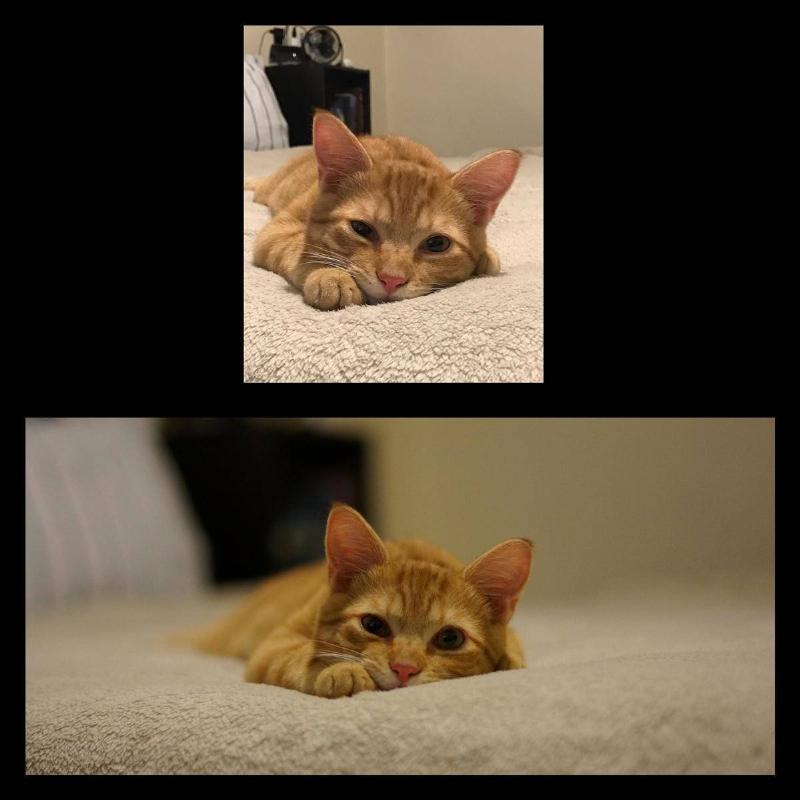 cat difference in lenses